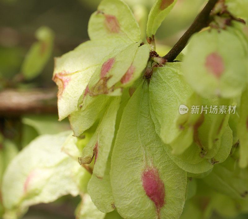 榆树(Ulmus glabra)果实